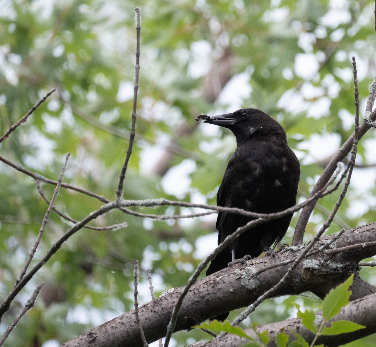 American Crow - ML473038091