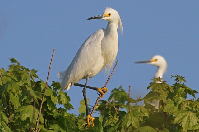 Snowy Egret - ML47303811