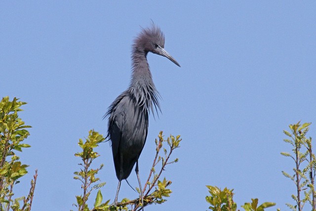 Little Blue Heron - ML47303851