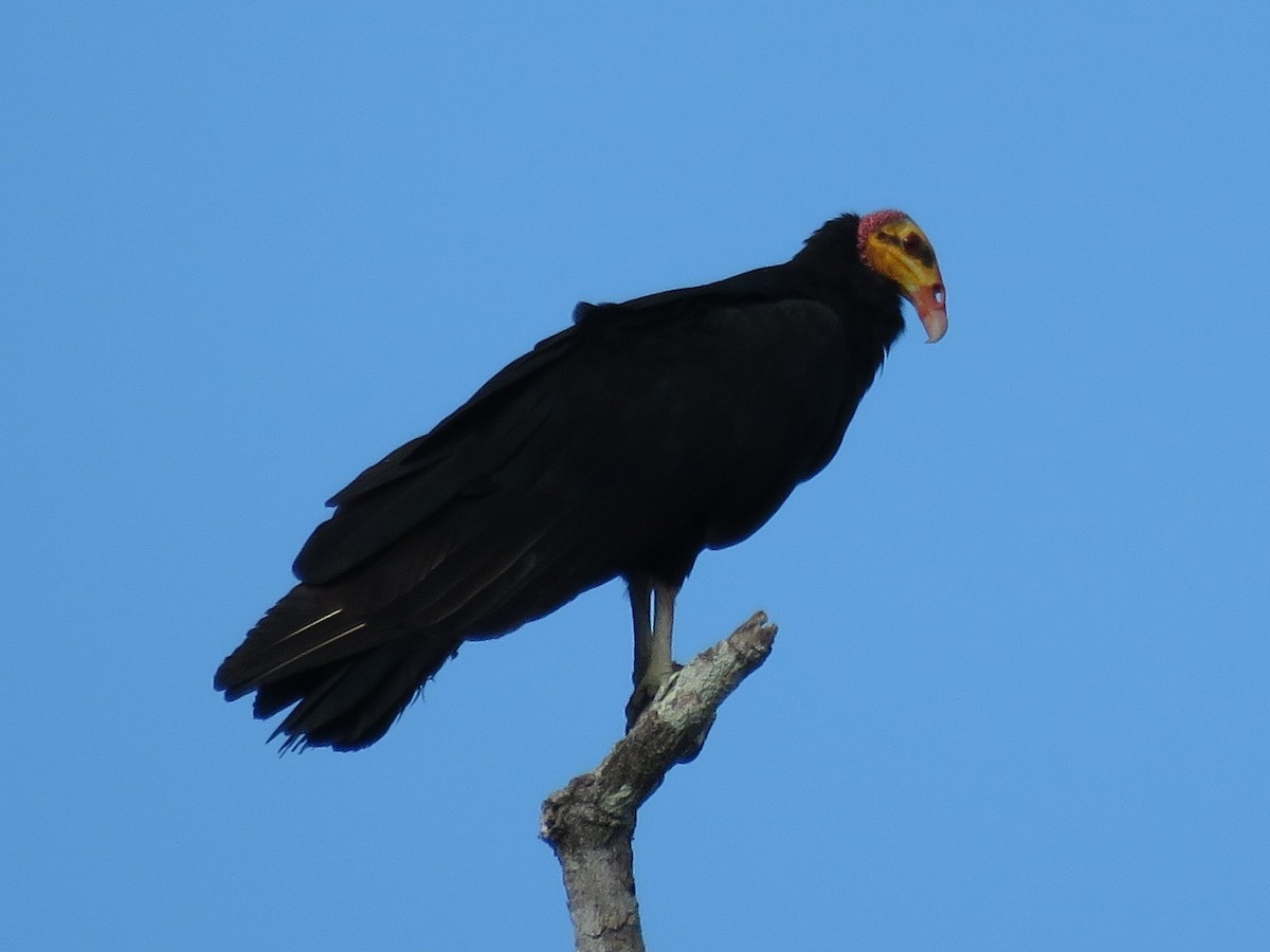 Greater Yellow-headed Vulture - ML473039011