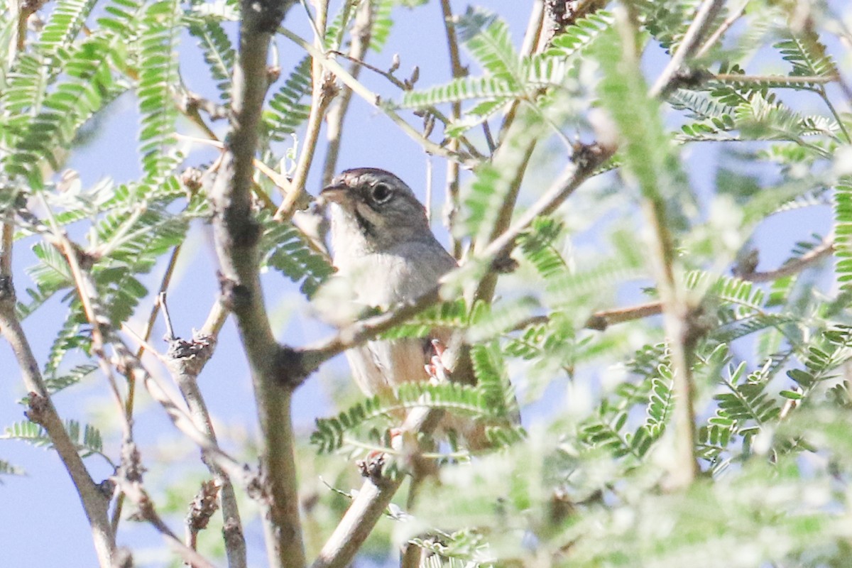 Rufous-crowned Sparrow - ML473039061