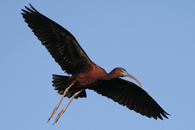 ibis hnědý - ML47303931