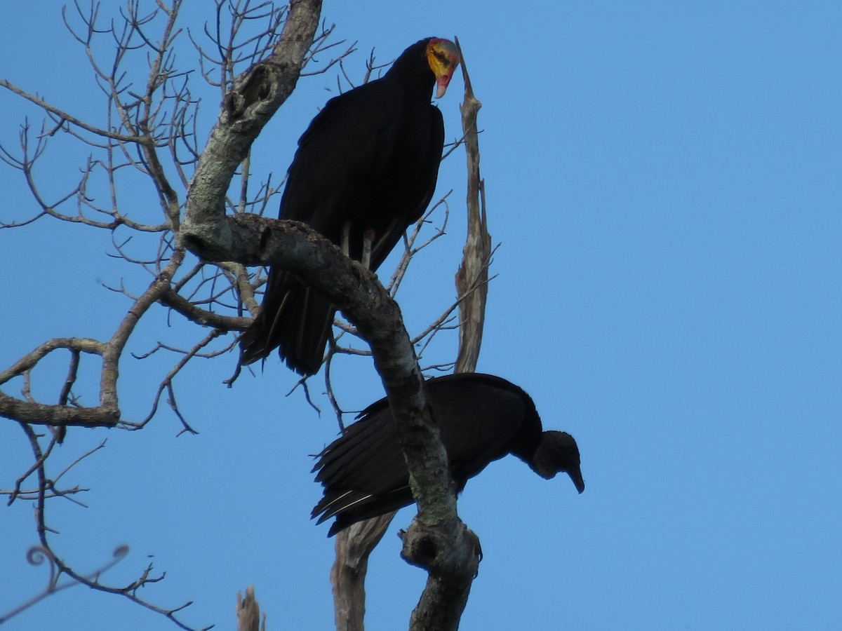 Black Vulture - Sandy Gallito