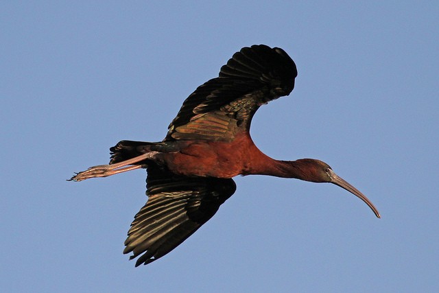 ibis hnědý - ML47303951