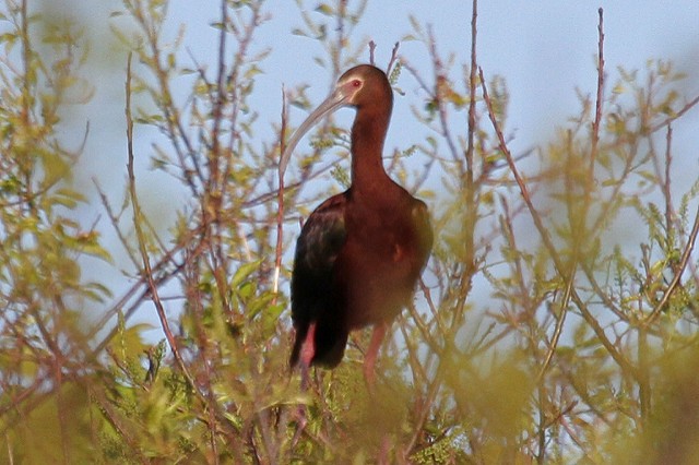 ibis americký - ML47304011