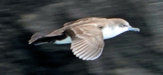 Galapagos Shearwater - ML473040281