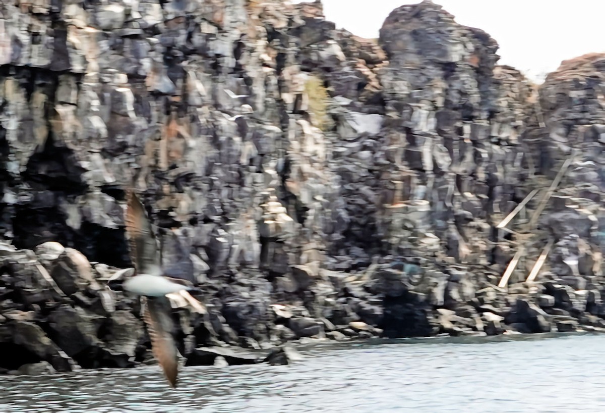 Galapagos Shearwater - ML473040311