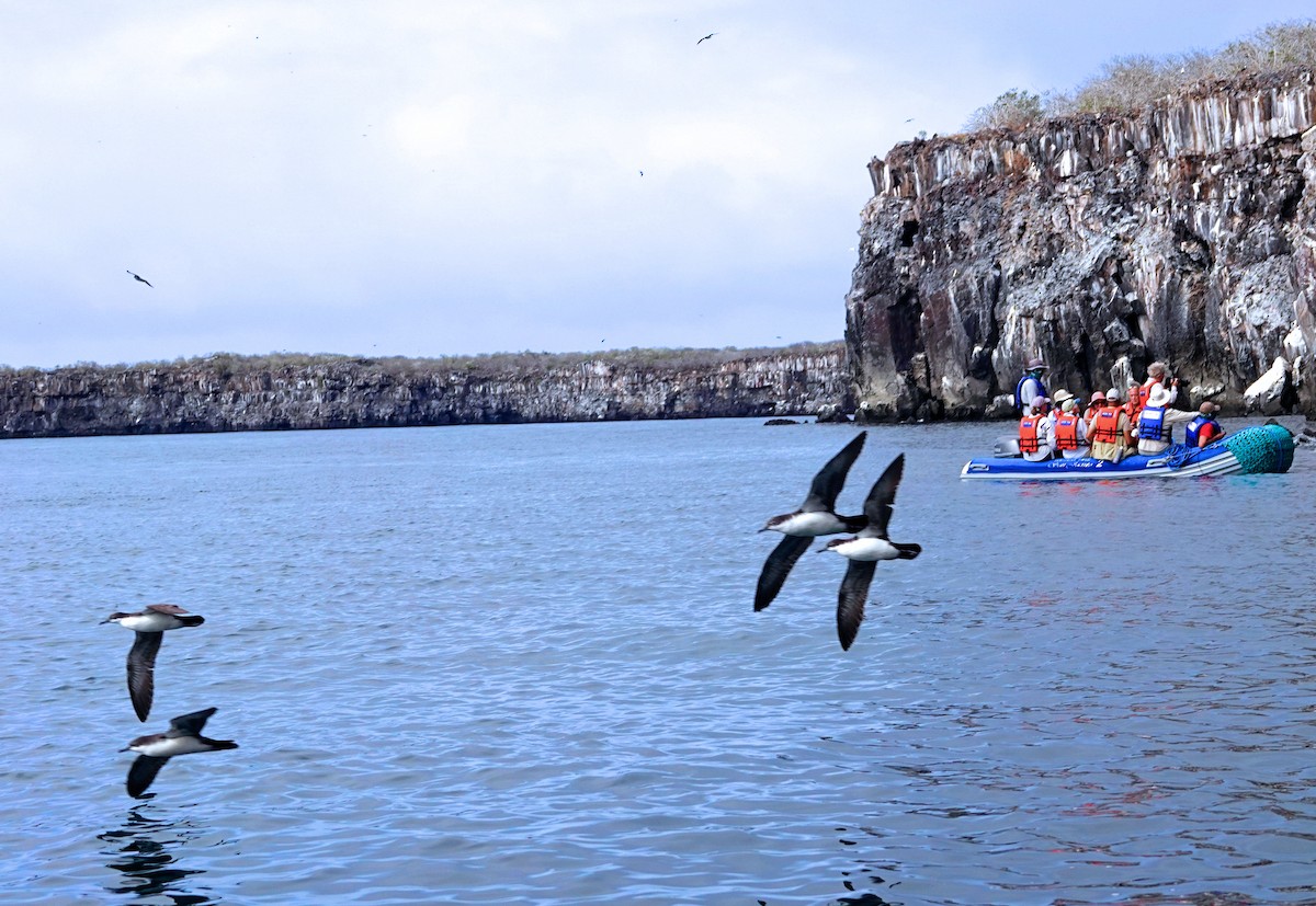 Galapagos Shearwater - ML473040331