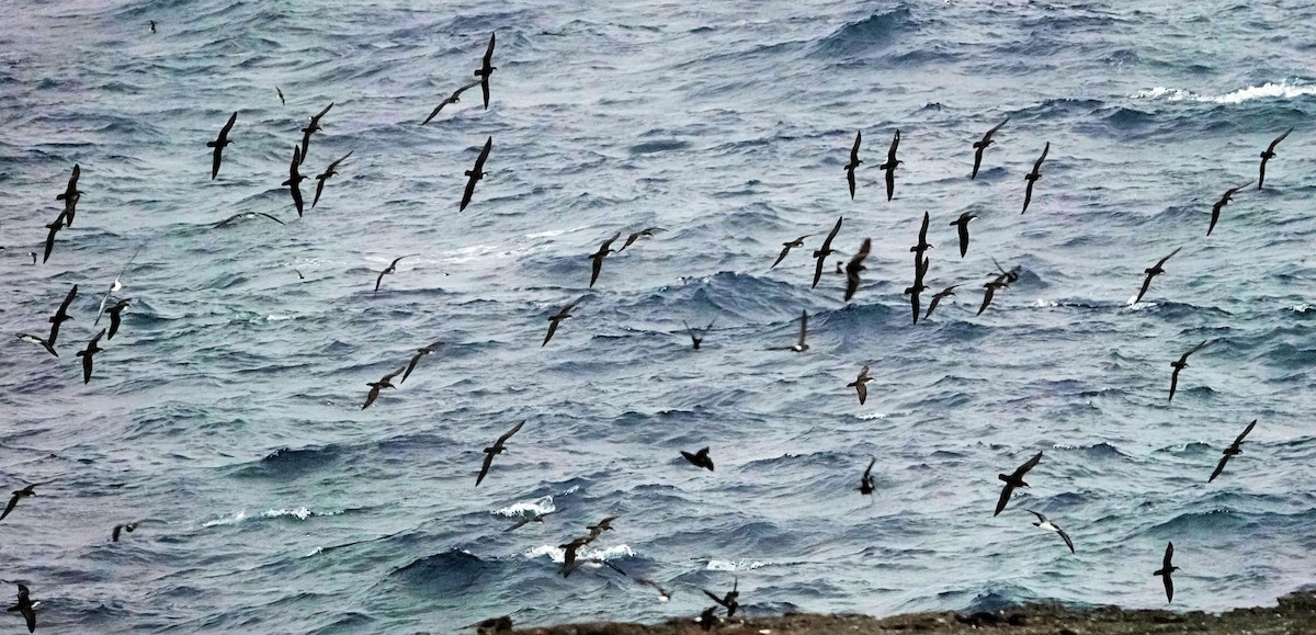 Galapagos Shearwater - ML473040341