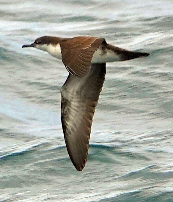 Galapagos Shearwater - ML473042141