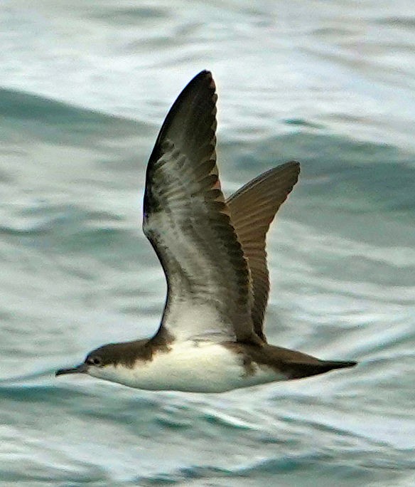 Galapagos Shearwater - ML473042151