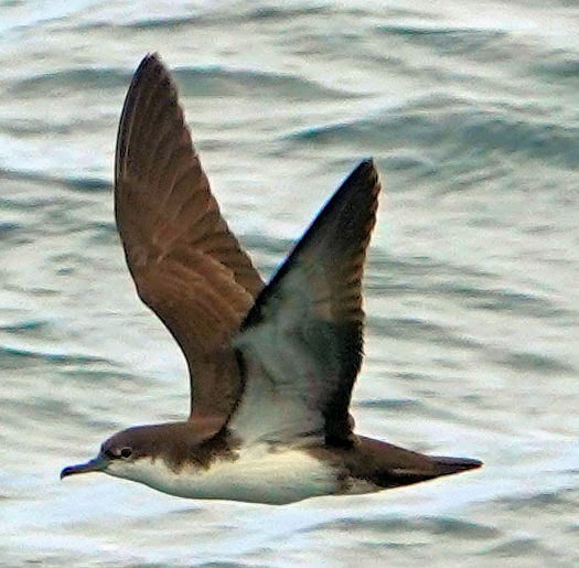 Galapagos Shearwater - ML473042161