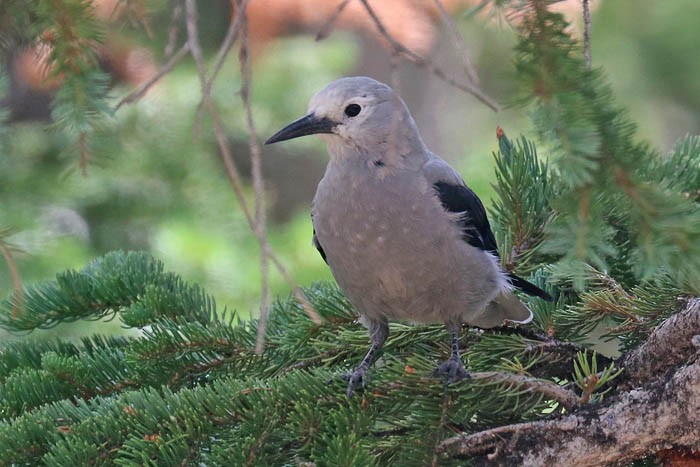 Çam Kargası - ML473042201