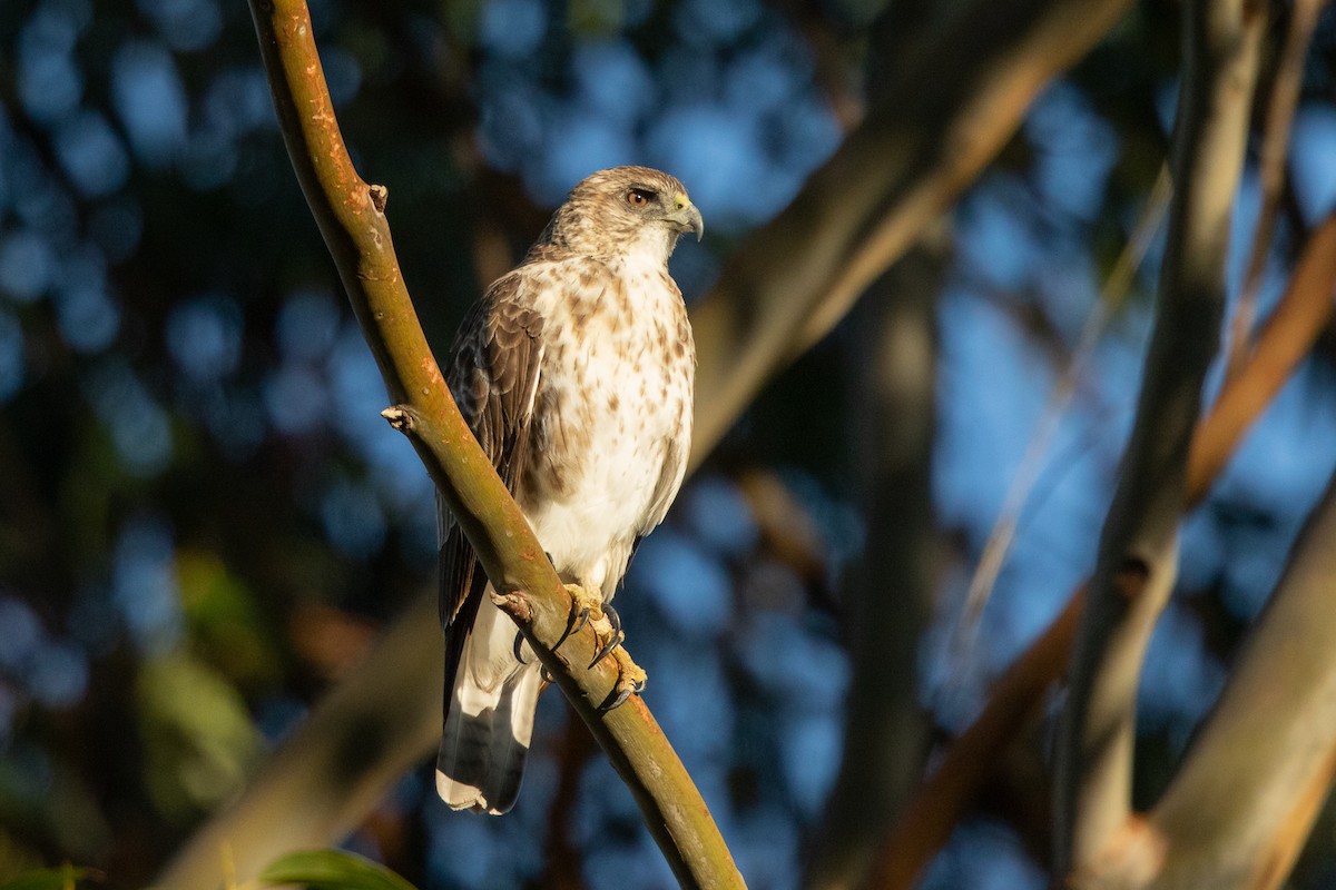 Hawaiian Hawk - ML473045691