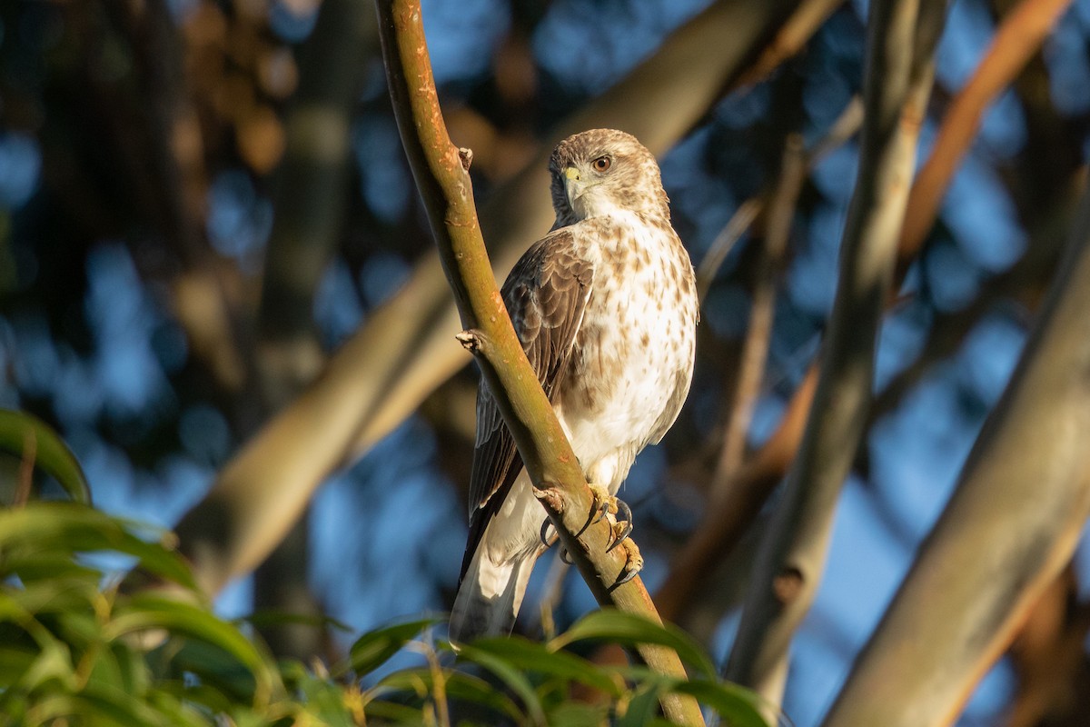 Hawaiian Hawk - ML473045711