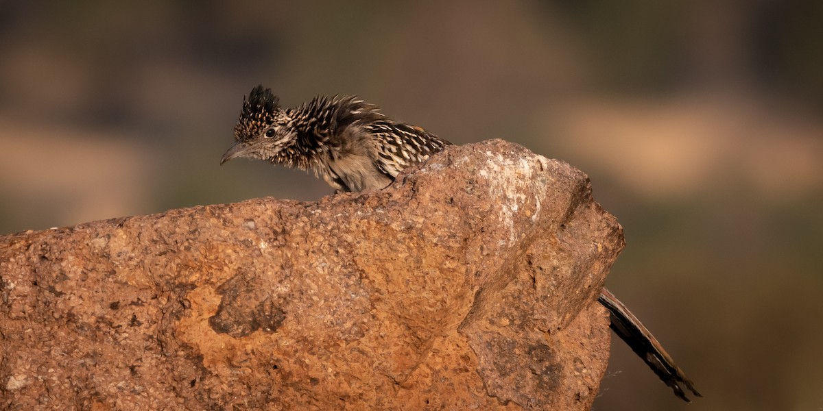 Greater Roadrunner - Henrey Deese