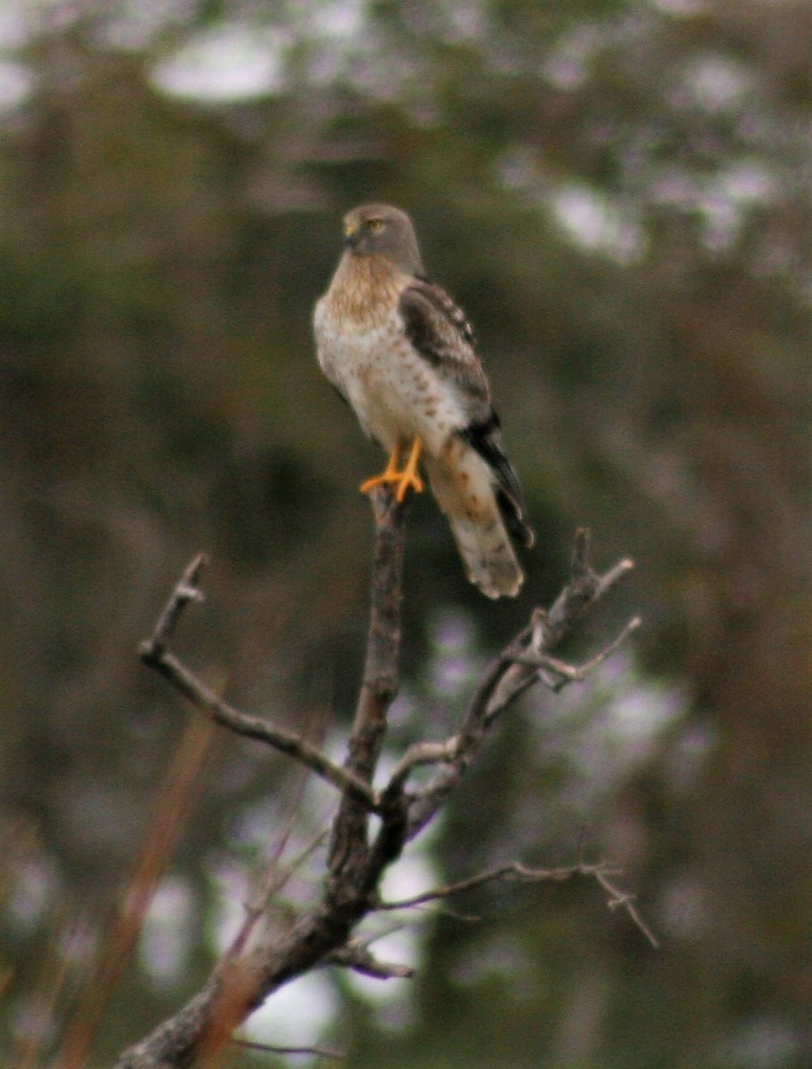 Northern Harrier - ML47304891