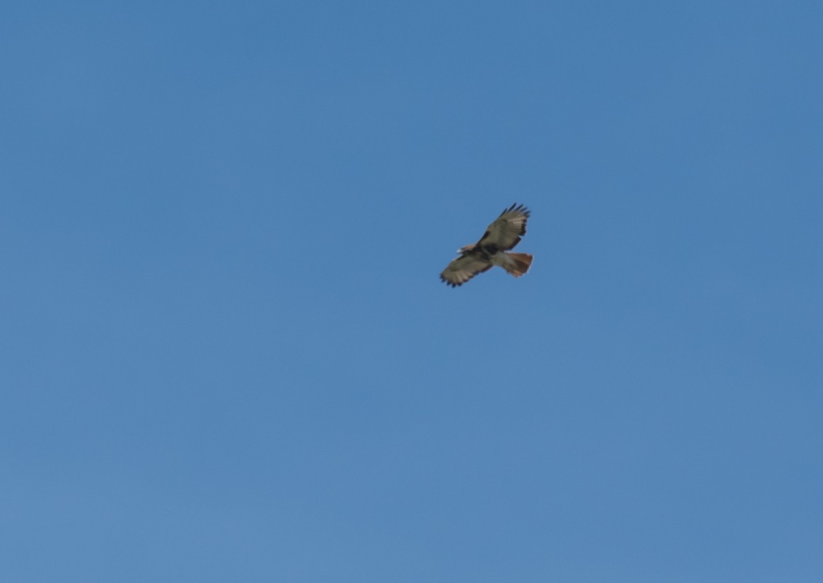 Red-tailed Hawk - ML473049211