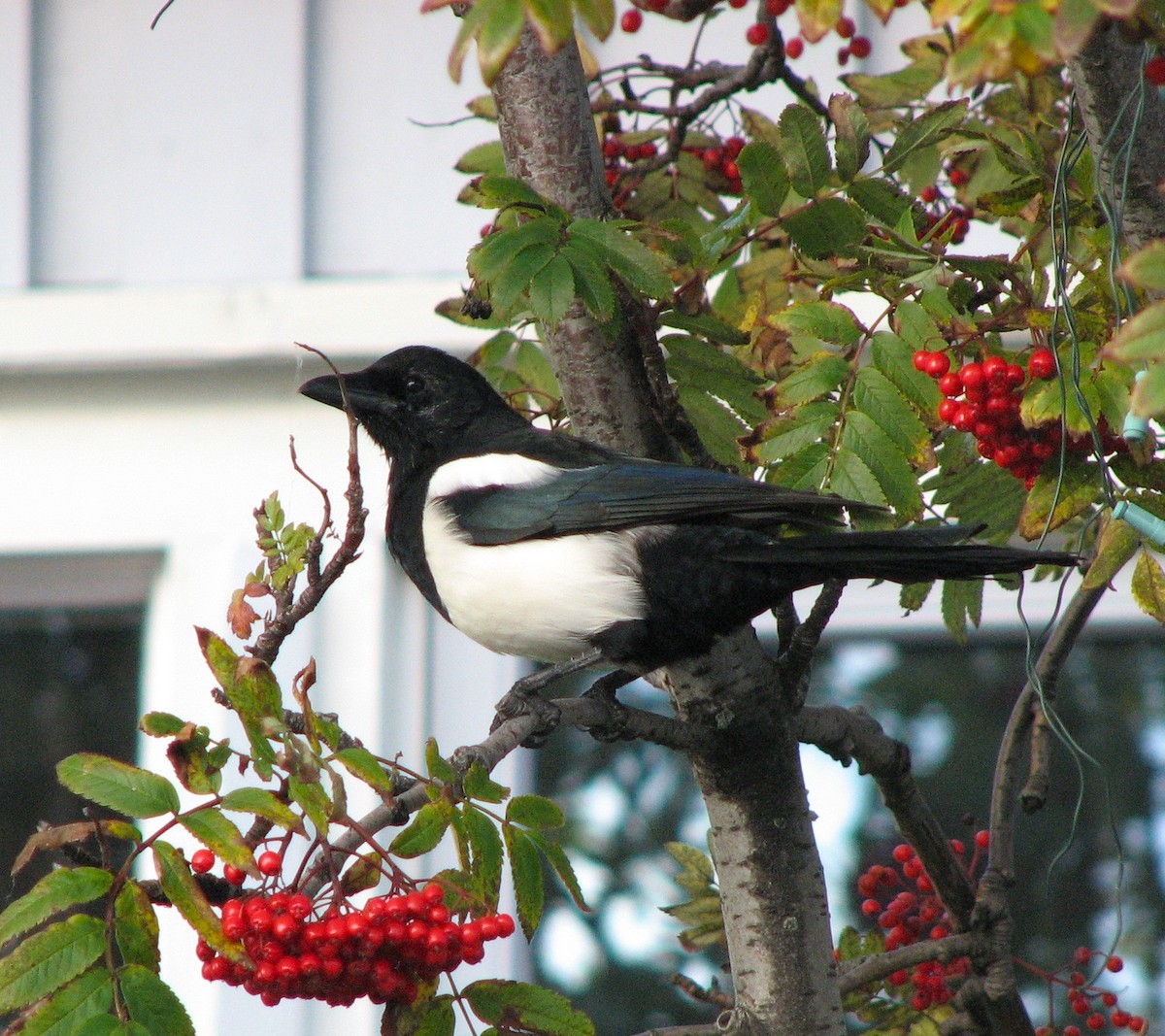 Eurasian Magpie - ML473050561