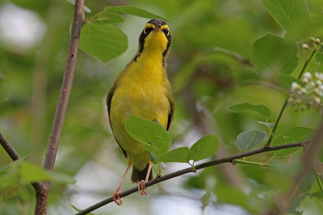 Kentucky Warbler - ML47305061