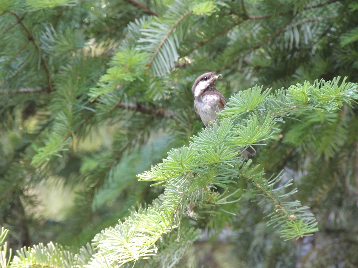 Chestnut-backed Chickadee - ML473051271