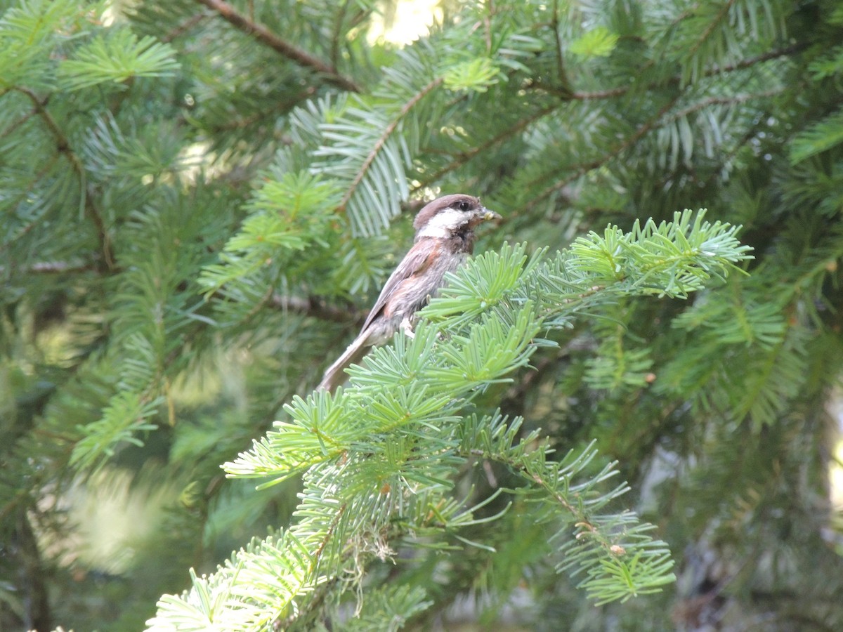 Chestnut-backed Chickadee - ML473051311