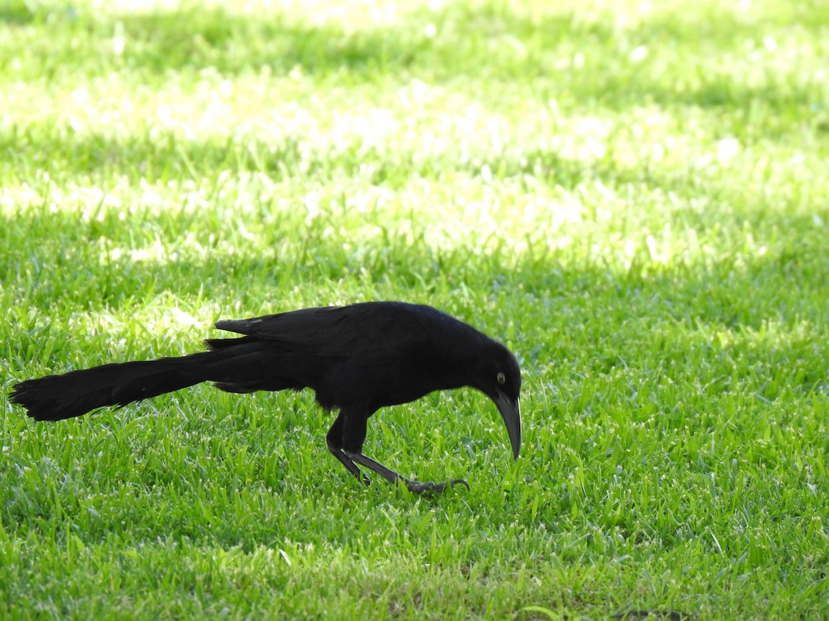 Great-tailed Grackle - Fernanda Ferrari