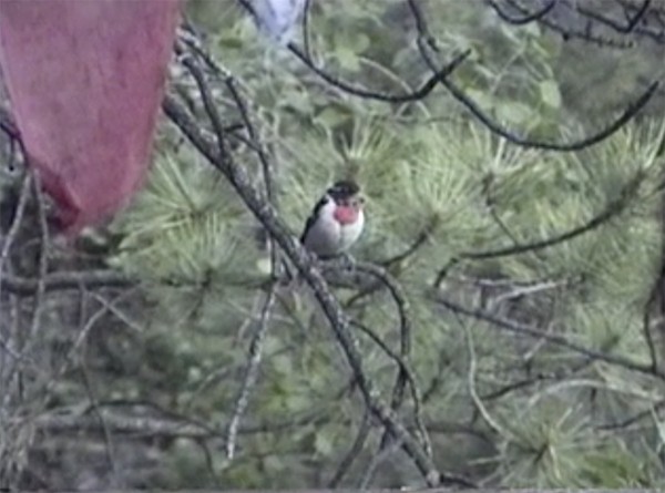 Rose-breasted Grosbeak - ML47305451