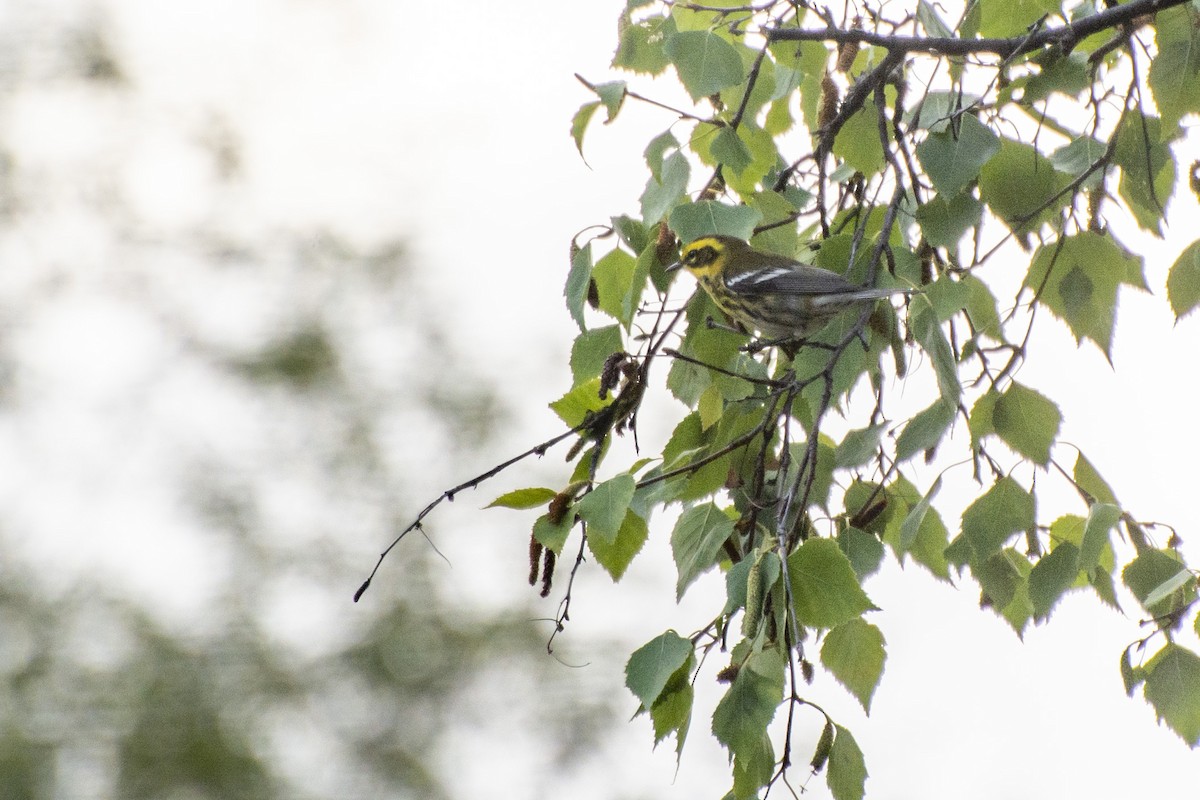 Townsend's Warbler - ML473056471