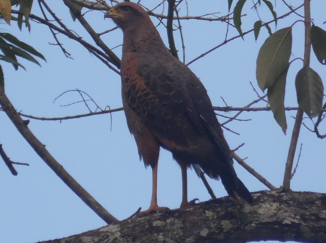 Savanna Hawk - ML473056561