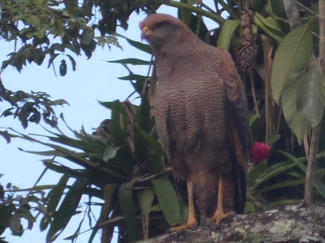 Savanna Hawk - ML473056571