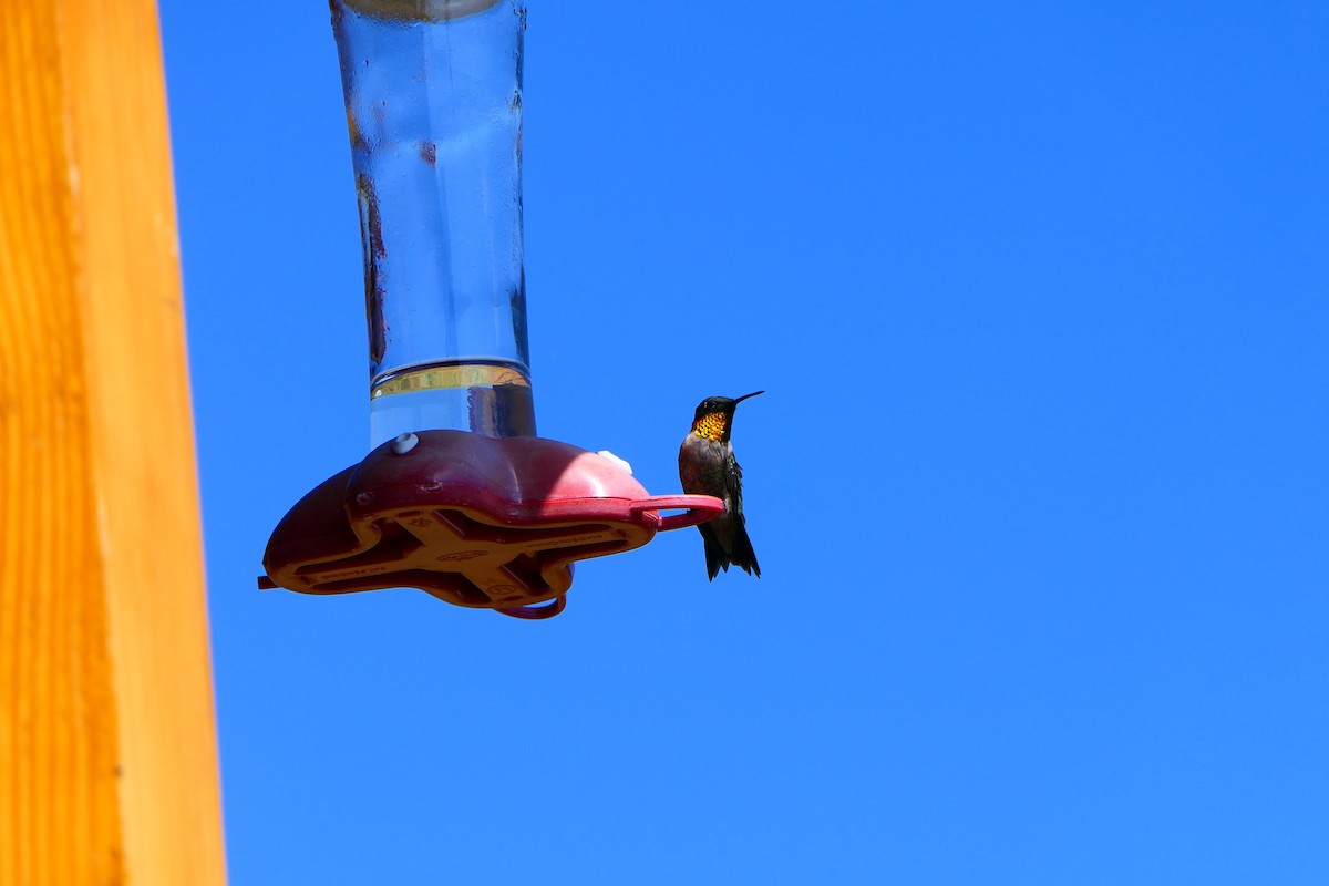 Colibri à gorge rubis - ML473057011