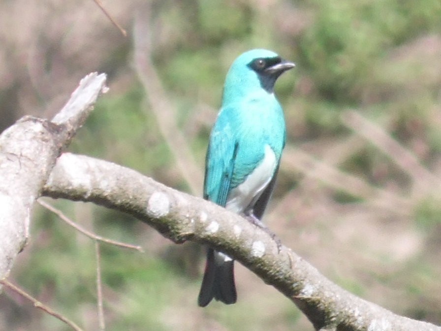Swallow Tanager - ML473057041