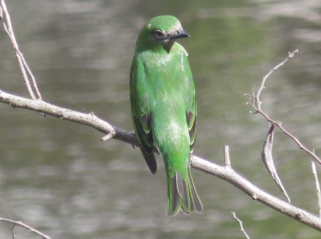 Swallow Tanager - ML473057061