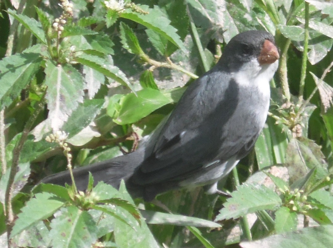 White-bellied Seedeater - ML473057131