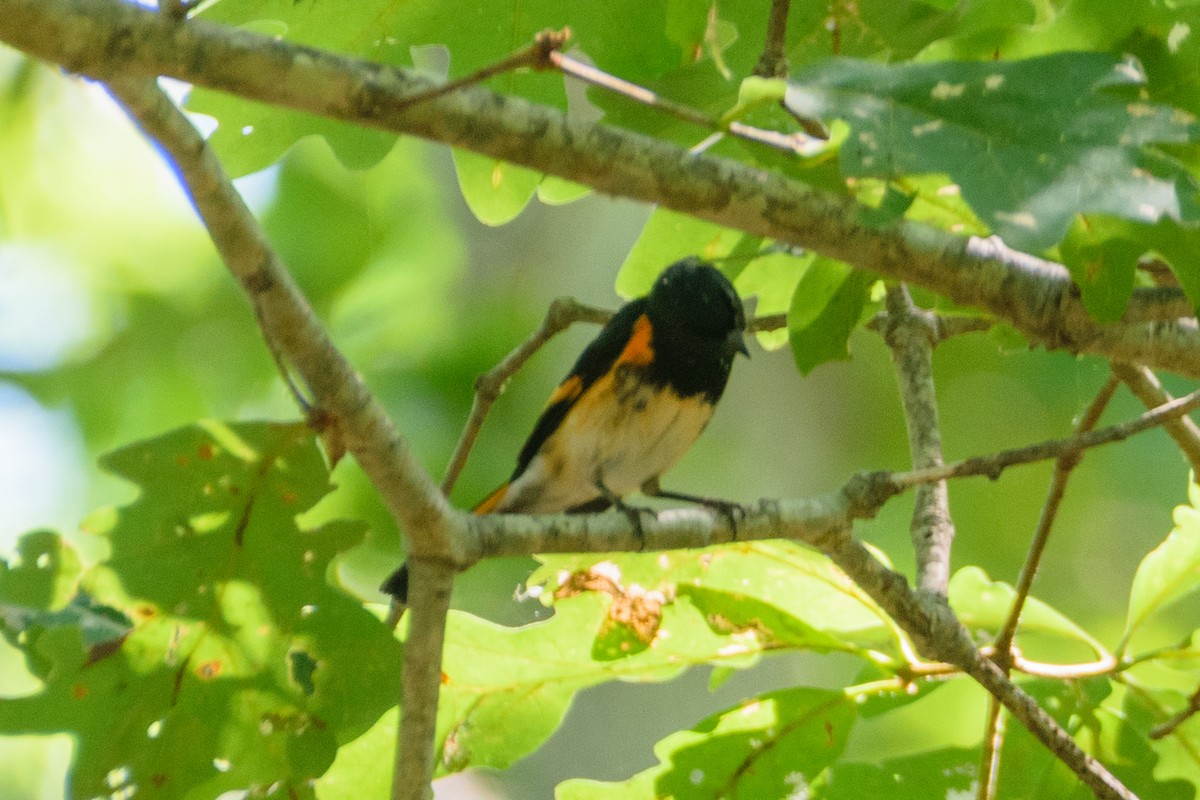 American Redstart - ML473057481