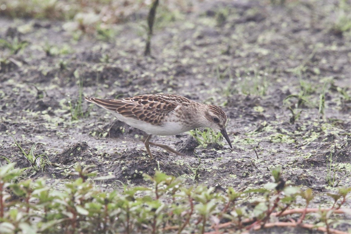 Least Sandpiper - ML473058531