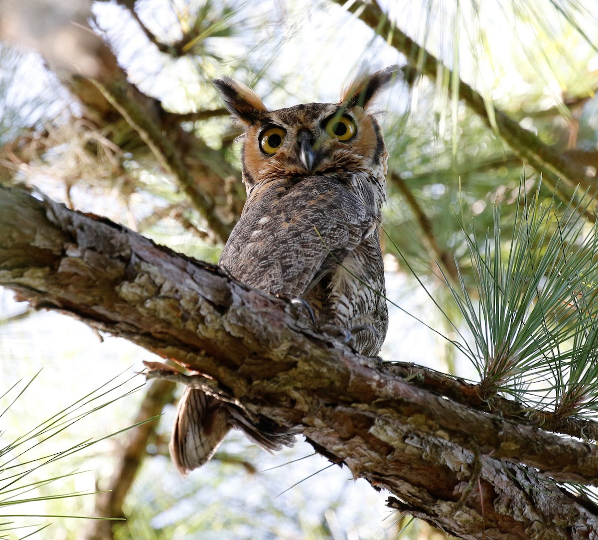 Great Horned Owl - ML473059551