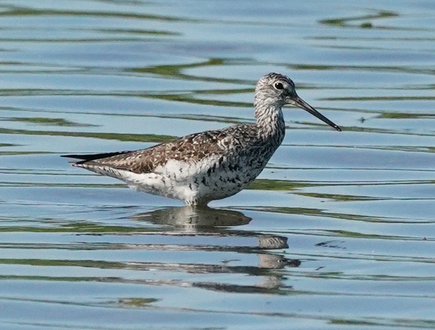 Greater Yellowlegs - ML473059841