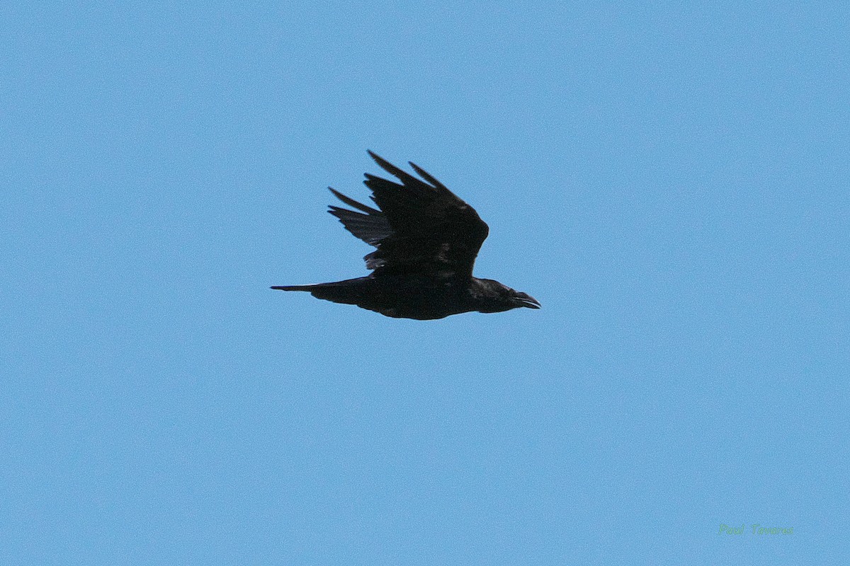 Common Raven - ML473061161