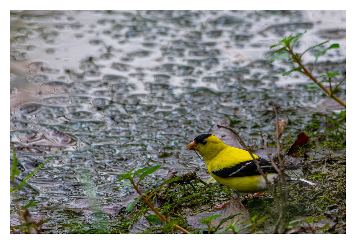 American Goldfinch - ML473061741