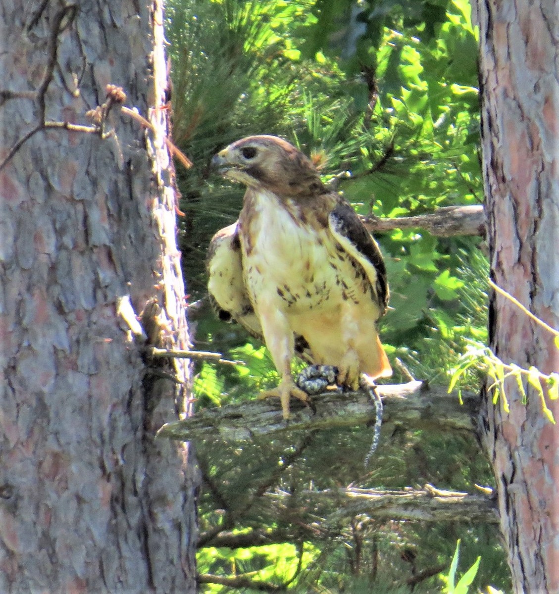 Rotschwanzbussard - ML473061861