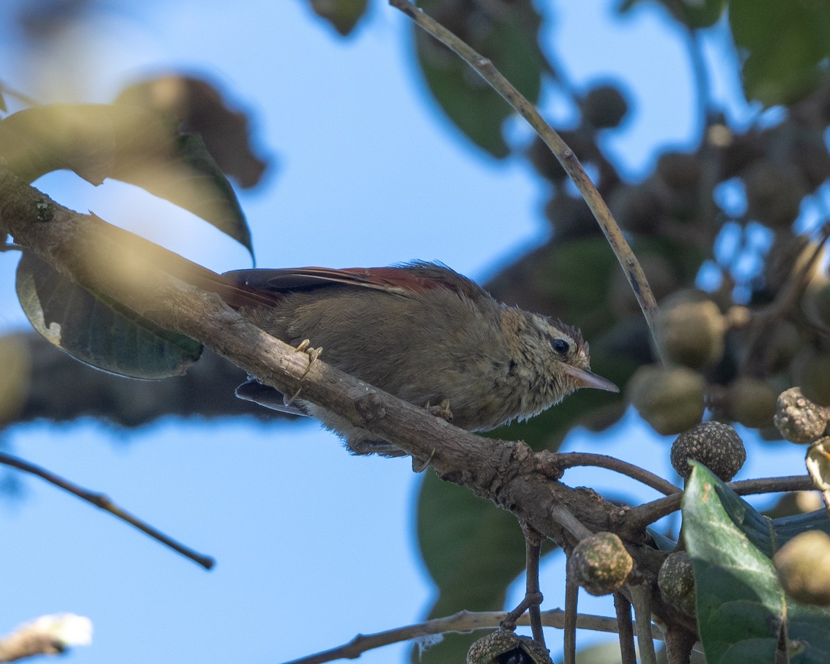 Line-cheeked Spinetail (Line-cheeked) - Anthony Kaduck