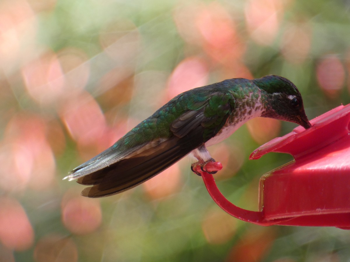 Colibrí Gorjivioleta - ML473063091