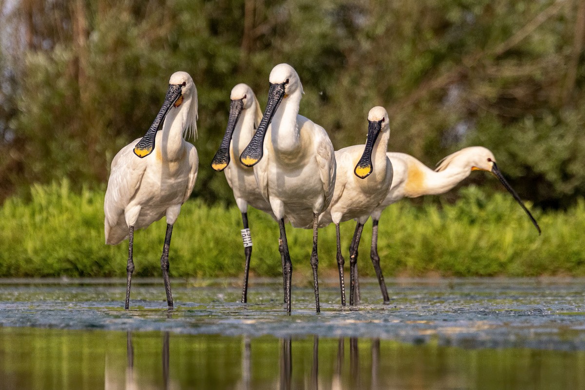 Eurasian Spoonbill - ML473063221