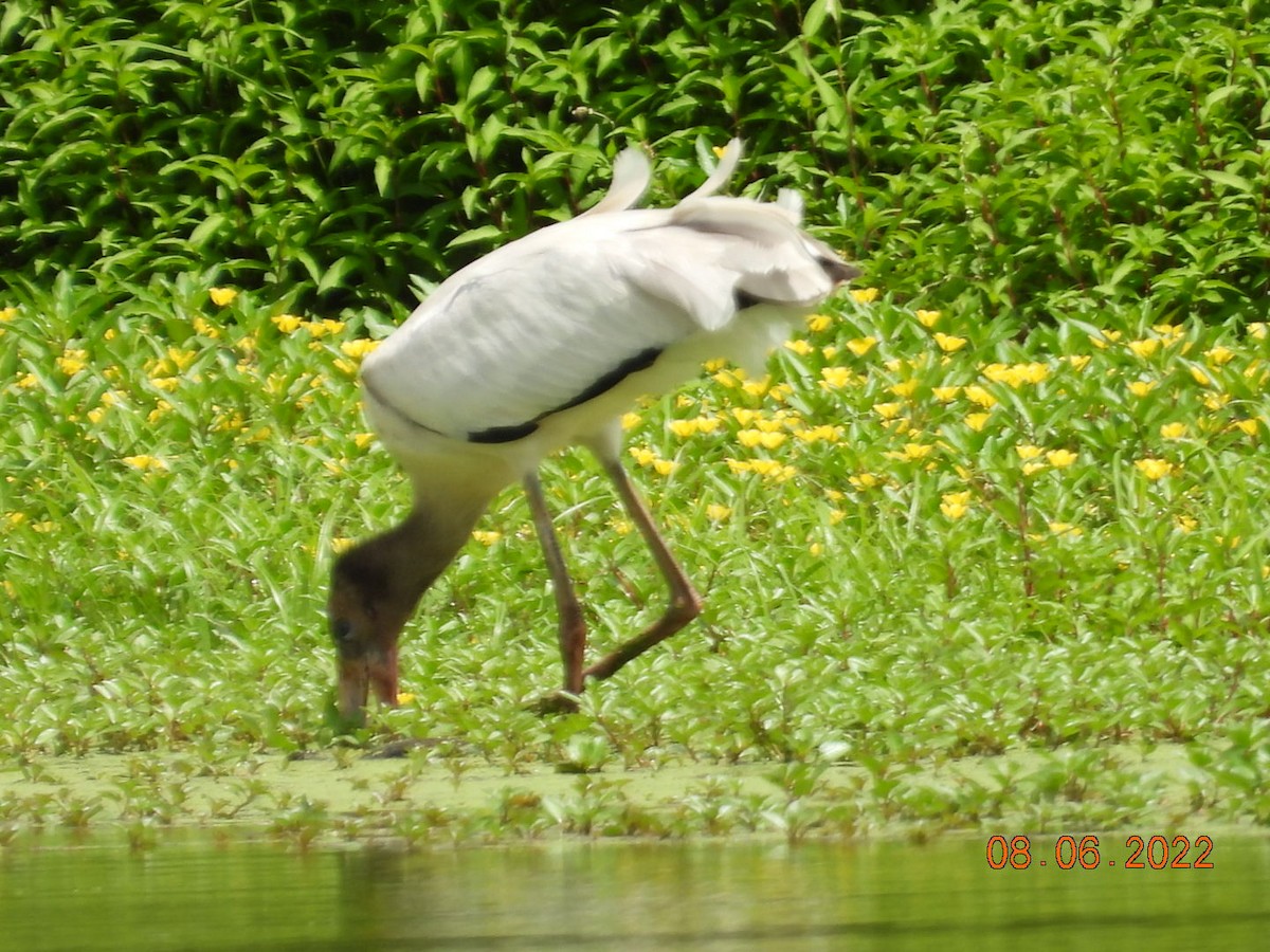 Wood Stork - Pamela Fisher