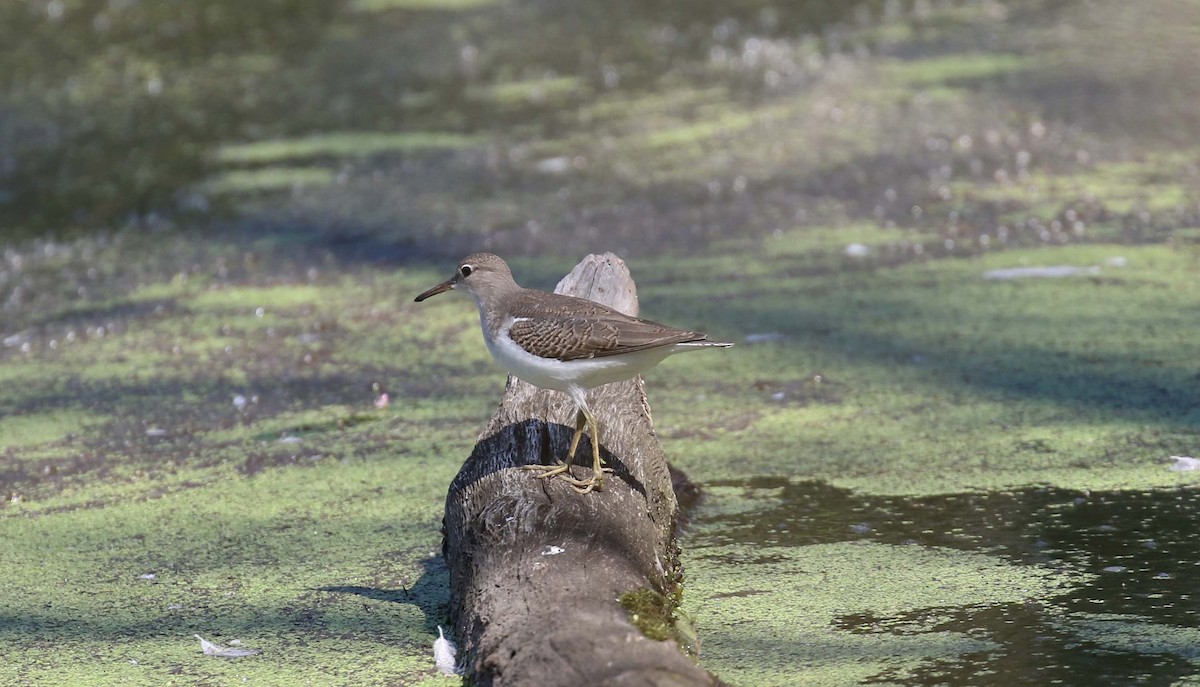 Spotted Sandpiper - ML473064261