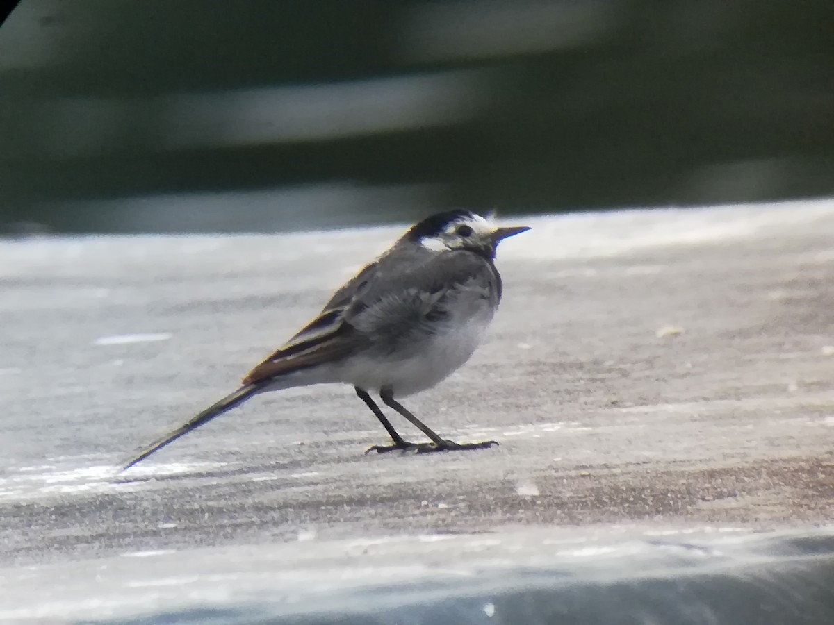 White Wagtail - ML473065961