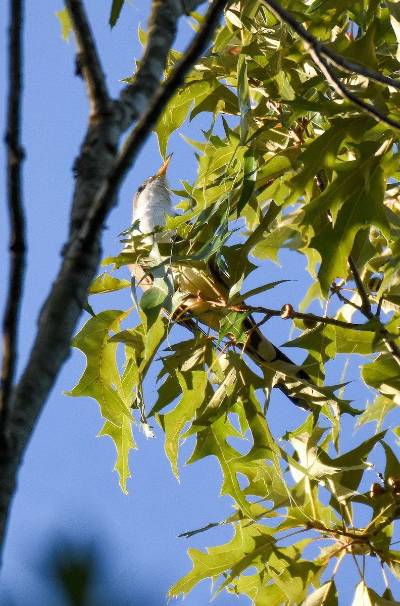 Yellow-billed Cuckoo - ML473068401