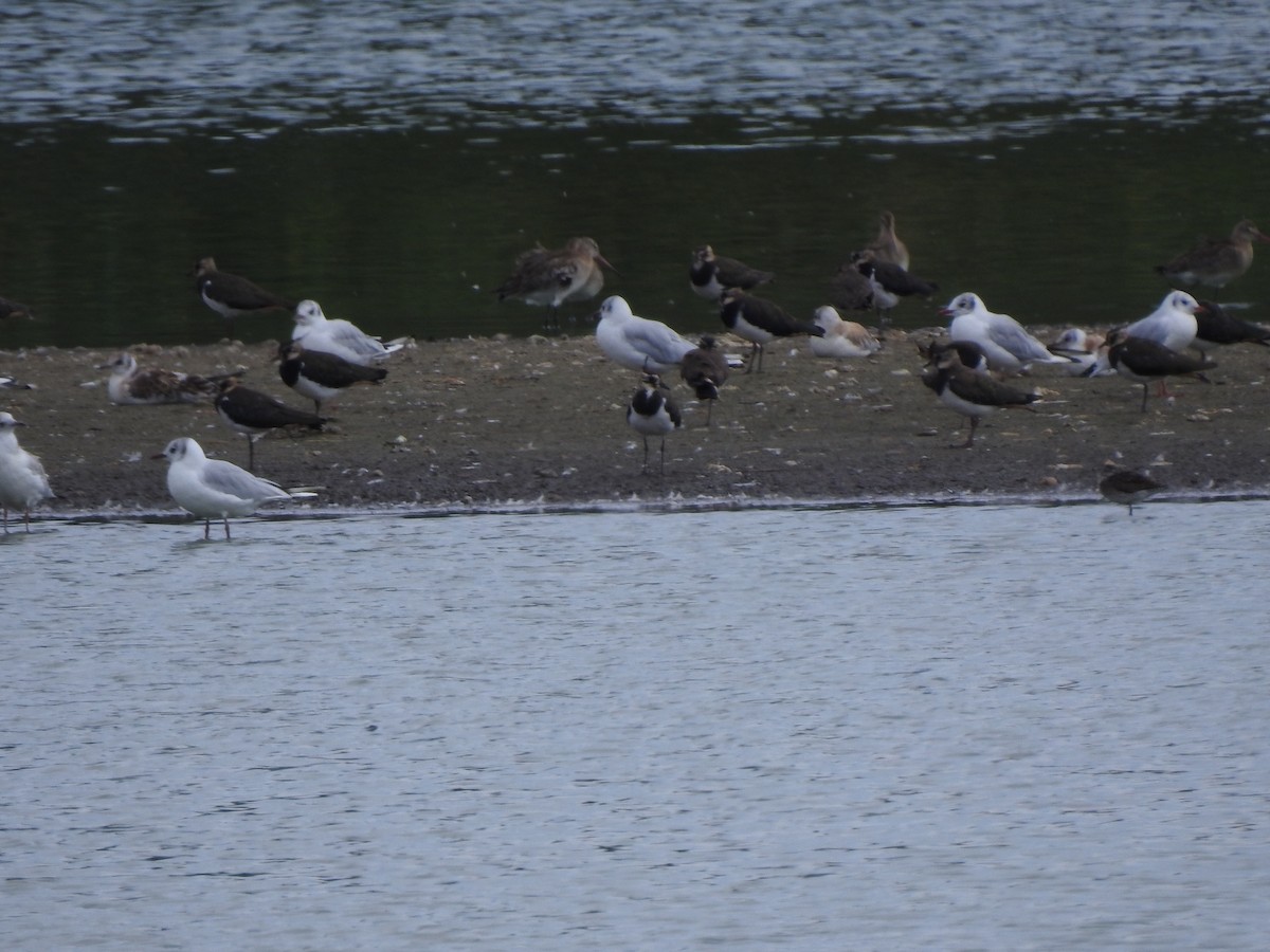 Black-tailed Godwit - ML473069221